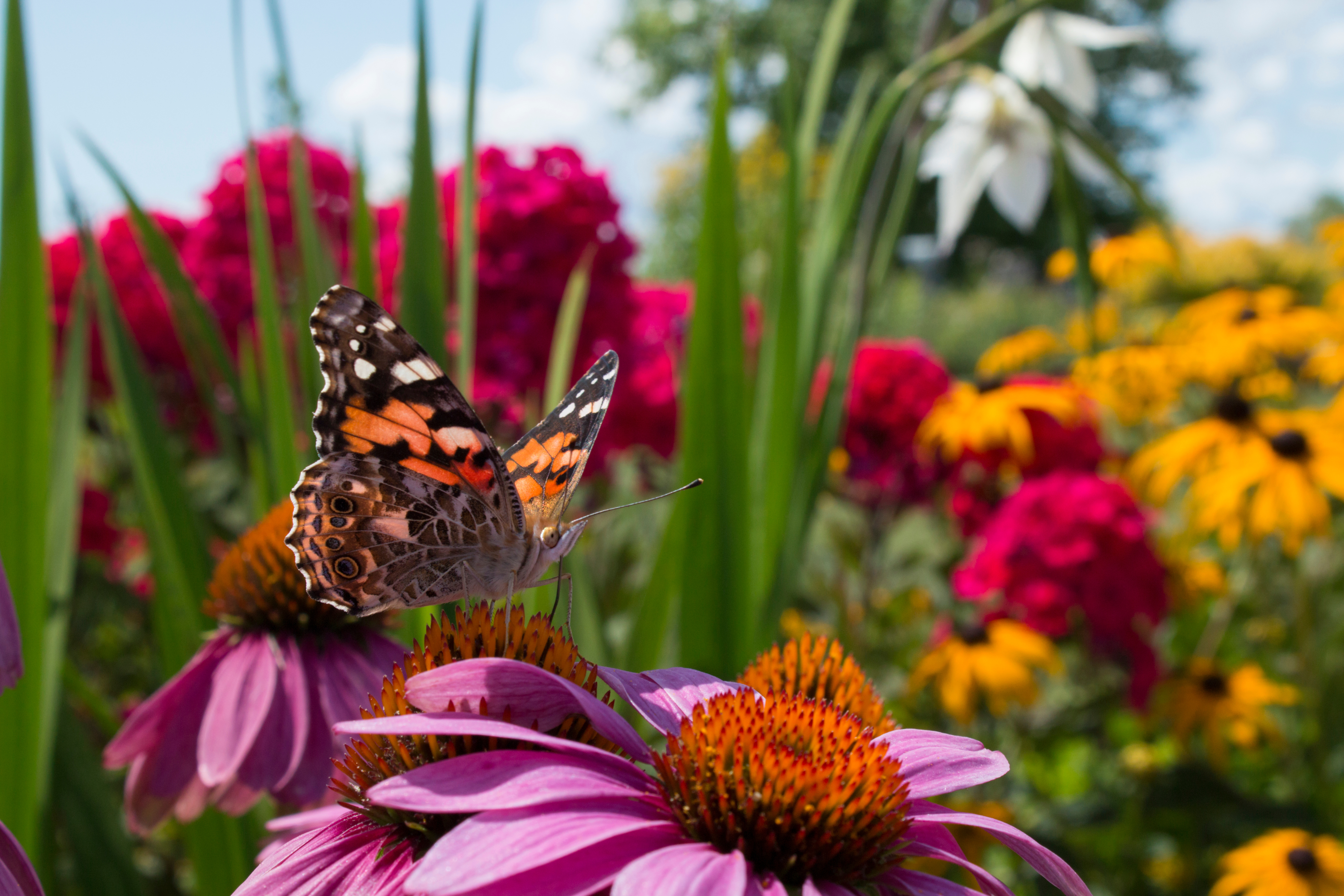 pollination garden